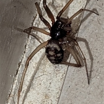 Steatoda sp. (genus) by HelenCross