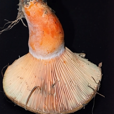 Lactarius deliciosus (Saffron Milkcap) at Googong, NSW - 2 Jun 2025 by WHall