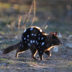 Dasyurus viverrinus (Eastern Quoll) at Throsby, ACT - 4 Jun 2025 by Harrisi