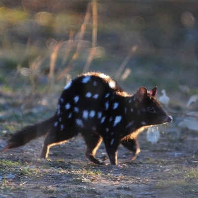 Dasyurus viverrinus (Eastern Quoll) at Throsby, ACT - 4 Jun 2025 by Harrisi
