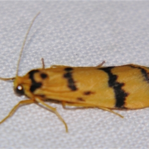 Tigrioides alterna at Rocky Creek, NSW - 3 Nov 2009 by PJH123