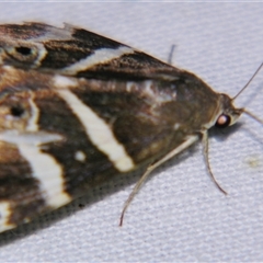 Grammodes pulcherrima (Comely Box-Owlet) at Rocky Creek, NSW - 3 Nov 2009 by PJH123