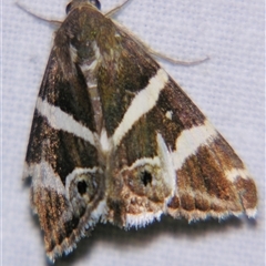 Grammodes pulcherrima at Rocky Creek, NSW - 3 Nov 2009 07:30 PM