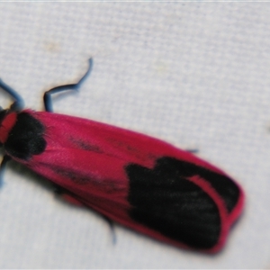 Scoliacma bicolora at Rocky Creek, NSW - 3 Nov 2009 by PJH123