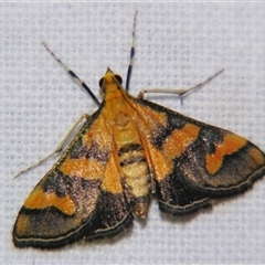 Metallarcha diplochrysa (Golden Metallarcha Moth) at Rocky Creek, NSW - 3 Nov 2009 by PJH123