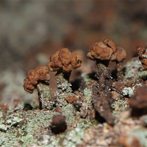 Unverified Lichen at Cotter River, ACT - Yesterday by TimL