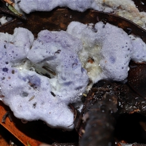 Unverified Uncategorised Fungi at Paddys River, ACT - Yesterday by TimL