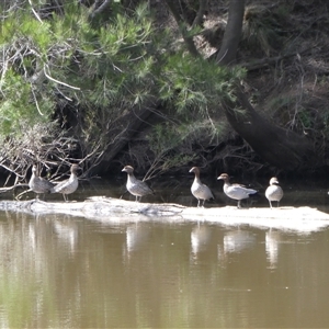 Chenonetta jubata (Australian Wood Duck) at Ballyroe, NSW - 31 Dec 2017 by TwoRivers