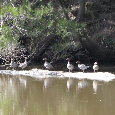 Chenonetta jubata (Australian Wood Duck) at Ballyroe, NSW - 31 Dec 2017 by TwoRivers