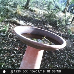 Zosterops lateralis (Silvereye) at Ballyroe, NSW - 15 Jan 2019 by TwoRivers
