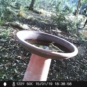 Zosterops lateralis (Silvereye) at Ballyroe, NSW - 15 Jan 2019 by TwoRivers