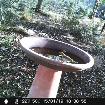 Zosterops lateralis (Silvereye) at Ballyroe, NSW - 15 Jan 2019 by TwoRivers
