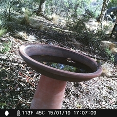 Zosterops lateralis at Ballyroe, NSW - suppressed