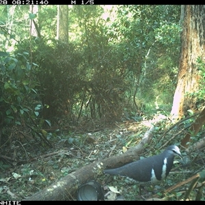 Leucosarcia melanoleuca (Wonga Pigeon) at Tanja, NSW - 28 Sep 2023 by Spotswood