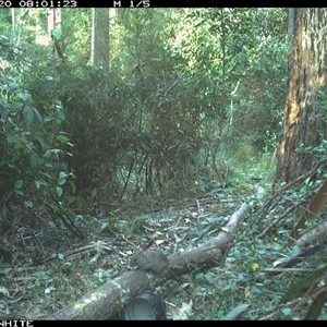 Rattus rattus at Tanja, NSW - 20 Sep 2023 by Spotswood