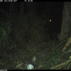 Vulpes vulpes (Red Fox) at Tanja, NSW - 26 Sep 2023 by Spotswood