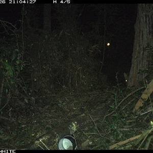 Vulpes vulpes (Red Fox) at Tanja, NSW - 26 Sep 2023 by Spotswood