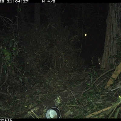 Vulpes vulpes (Red Fox) at Tanja, NSW - 26 Sep 2023 by Spotswood