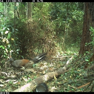 Menura novaehollandiae (Superb Lyrebird) at Tanja, NSW - 4 Oct 2023 by Spotswood