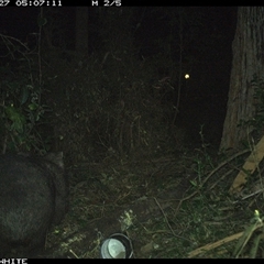 Vombatus ursinus (Common wombat, Bare-nosed Wombat) at Tanja, NSW - 27 Sep 2023 by Spotswood