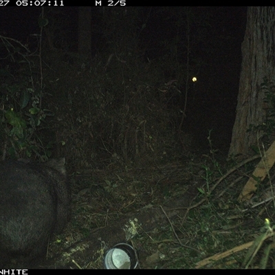Vombatus ursinus (Common wombat, Bare-nosed Wombat) at Tanja, NSW - 27 Sep 2023 by Spotswood