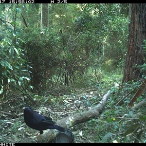 Ptilonorhynchus violaceus at Tanja, NSW - 17 Sep 2023 03:56 PM