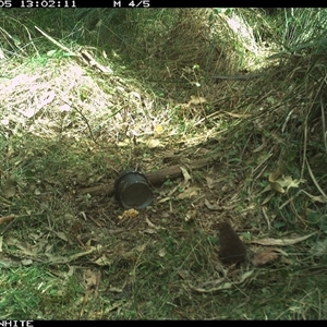 Antechinus swainsonii at Tanja, NSW - 5 Oct 2023 by Spotswood