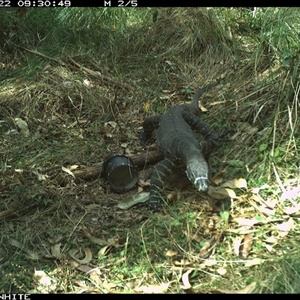 Varanus rosenbergi at Tanja, NSW - 22 Oct 2023 by Spotswood