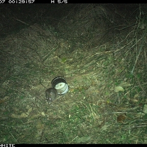 Rattus rattus at Tanja, NSW - 7 Oct 2023 by Spotswood