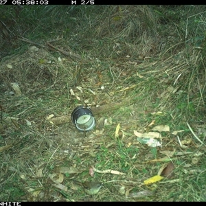 Sericornis frontalis (White-browed Scrubwren) at Tanja, NSW - 27 Oct 2023 by Spotswood
