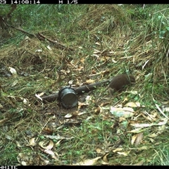 Rattus lutreolus (Swamp Rat) at Tanja, NSW - 23 Oct 2023 by Spotswood
