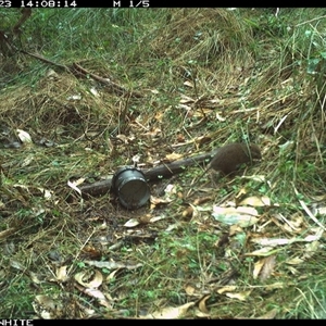 Rattus rattus at Tanja, NSW - 23 Oct 2023 by Spotswood