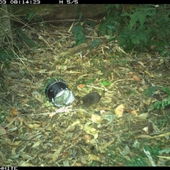 Antechinus swainsonii (Dusky Antechinus) at Tanja, NSW - 3 Nov 2024 by Spotswood