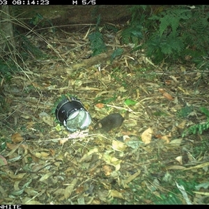 Antechinus swainsonii (Dusky Antechinus) at Tanja, NSW - 3 Nov 2024 by Spotswood