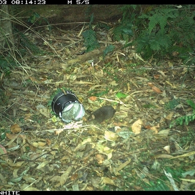 Antechinus swainsonii (Dusky Antechinus) at Tanja, NSW - 3 Nov 2024 by Spotswood