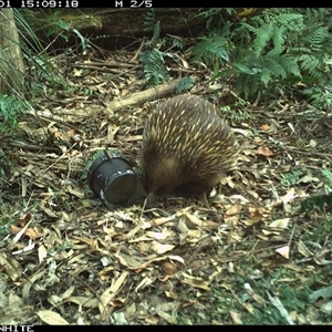 Tachyglossus aculeatus (Short-beaked Echidna) at Tanja, NSW - 1 Nov 2024 by Spotswood