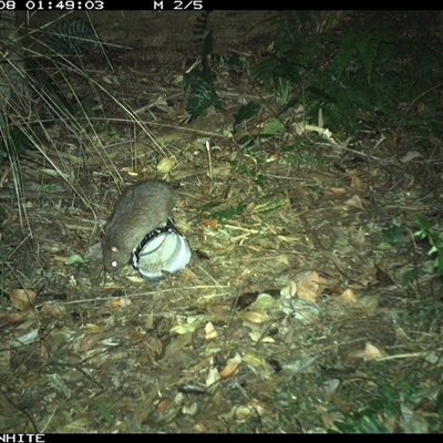 Rattus fuscipes (Bush Rat) at Tanja, NSW - 8 Nov 2024 by Spotswood