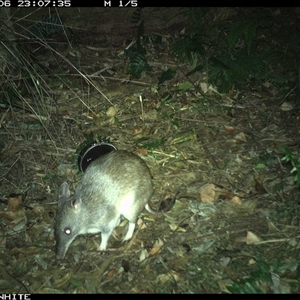 Isoodon obesulus obesulus at Tanja, NSW - 6 Nov 2024 by Spotswood