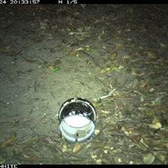 Antechinus agilis at Tanja, NSW - 24 Nov 2024 08:33 PM