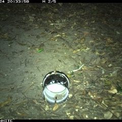 Antechinus agilis at Tanja, NSW - 24 Nov 2024 08:33 PM
