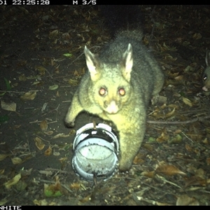 Trichosurus vulpecula at Tanja, NSW - 1 Dec 2024 by Spotswood