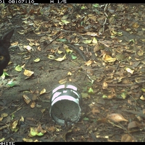 Vulpes vulpes at Tanja, NSW - 1 Dec 2024 by Spotswood