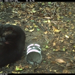 Felis catus at Tanja, NSW - 1 Dec 2024 08:07 AM