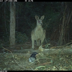 Macropus giganteus (Eastern Grey Kangaroo) at Tanja, NSW - 12 Sep 2024 by Spotswood