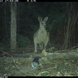 Macropus giganteus at Tanja, NSW - 12 Sep 2024 by Spotswood