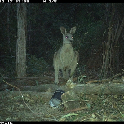 Macropus giganteus (Eastern Grey Kangaroo) at Tanja, NSW - 12 Sep 2024 by Spotswood