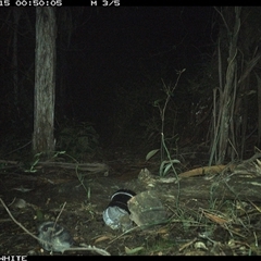 Aegotheles cristatus (Australian Owlet-nightjar) at Tanja, NSW - 15 Sep 2024 by Spotswood