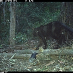 Felis catus (Feral Cat) at Tanja, NSW - 16 Sep 2024 by Spotswood