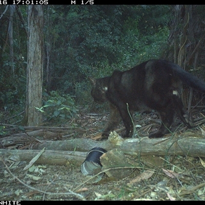 Felis catus (Feral Cat) at Tanja, NSW - 16 Sep 2024 by Spotswood