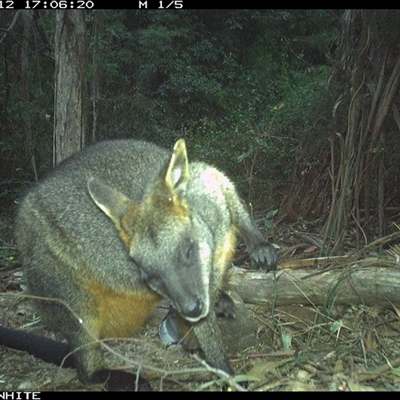 Wallabia bicolor (Swamp Wallaby) at Tanja, NSW - 12 Sep 2024 by Spotswood